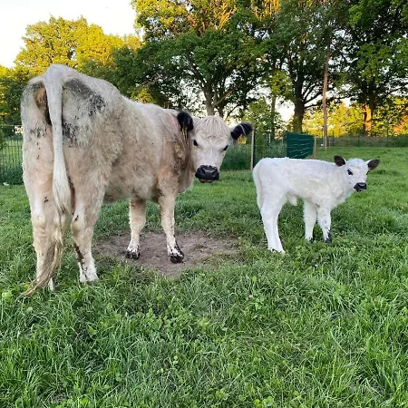 Poppe'S Ranch Zepelin Zepelin
